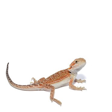 Red Dunner Bearded Dragon